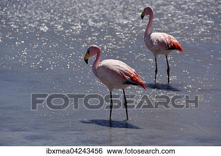Laguna Hedionda with James's Flamingos (Phoenicoparrus jamesi), in Uyuni, Lipez, Bolivia, South America View Large Photo Image Stock Photograph - Laguna Hedionda with James's Flamingos (Phoenicoparrus jamesi), in Uyuni, Lipez, Bolivia, South America. Fotosearch