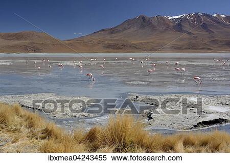 Stock Photography - Laguna Hedionda with James's Flamingos (Phoenicoparrus jamesi), in Uyuni, Lipez, Bolivia, South America. Fotosearch