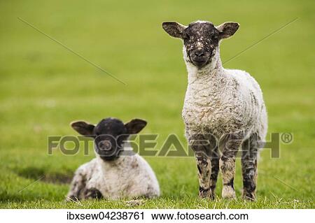 Lambs on grass, Fair Isle, Shetland Islands, Scotland, Great Britain View Large Photo Image Stock Image - Lambs on grass, Fair Isle, Shetland Islands, Scotland, Great Britain. Fotosearch