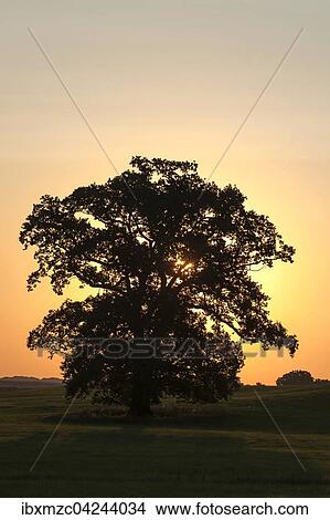 Large oak tree (Quercus), backlit at sunset, Mecklenburg-Western Pomerania, Germany, Europe View Large Photo Image Picture - Large oak tree (Quercus), backlit at sunset, Mecklenburg-Western Pomerania, Germany, Europe. Fotosearch