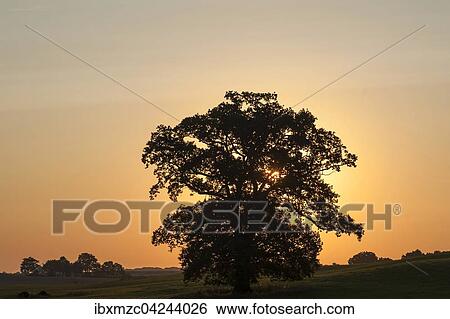 Stock Photograph - Large oak tree (Quercus), backlit at sunset, Mecklenburg-Western Pomerania, Germany, Europe. Fotosearch