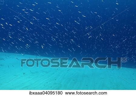 Large school of small fish on sandy seabed, Red Sea, Egypt, Africa View Large Photo Image Stock Image - Large school of small fish on sandy seabed, Red Sea, Egypt, Africa. Fotosearch
