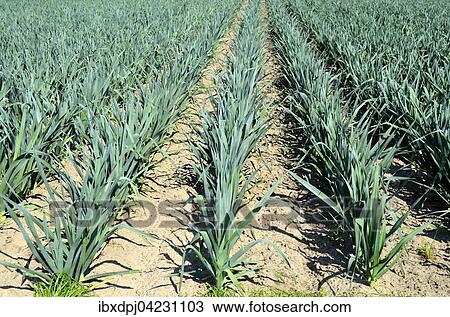 Leeks growing in a field, North Rhine-Westphalia, Germany, Europe View Large Photo Image Stock Image - Leeks growing in a field, North Rhine-Westphalia, Germany, Europe. Fotosearch