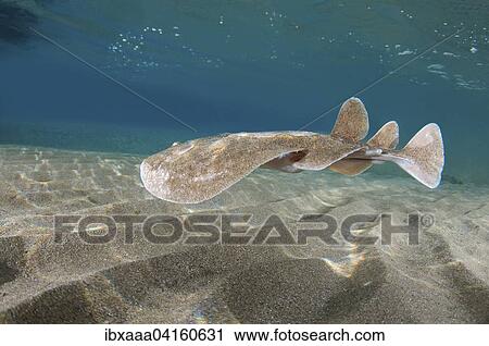Leopard Torpedo, Panther Electric Ray (Torpedo panthera), swimming above sandy seabed, Red Sea, Marsa Alam, Abu Dabab, Egypt, Africa View Large Photo Image Stock Image - Leopard Torpedo, Panther Electric Ray (Torpedo panthera), swimming above sandy seabed, Red Sea, Marsa Alam, Abu Dabab, Egypt, Africa. Fotosearch