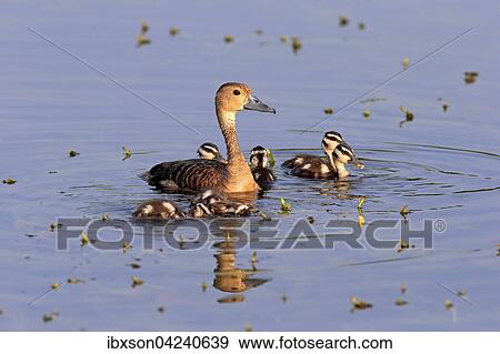 Stock Photo - Lesser whistling duck (Dendrocygna javanica), adult female with ducklings, in the water, Bundala National Park, Sri Lanka, Asia. Fotosearch