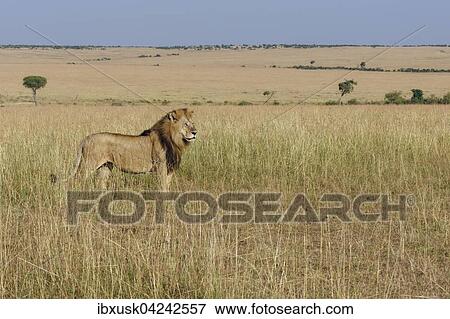 Lion (Panthera leo), male in grassland, Masai Mara, Narok County, Kenya, Africa View Large Photo Image Stock Photo - Lion (Panthera leo), male in grassland, Masai Mara, Narok County, Kenya, Africa. Fotosearch