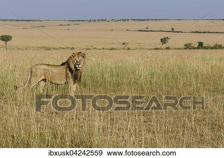Lion (Panthera leo), male in grassland, Masai Mara, Narok County, Kenya, Africa View Large Photo Image Stock Photo - Lion (Panthera leo), male in grassland, Masai Mara, Narok County, Kenya, Africa. Fotosearch
