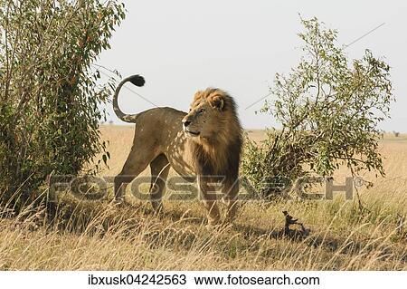Lion (Panthera leo), male marking bush, Masai Mara, Narok County, Kenya, Africa View Large Photo Image Stock Image - Lion (Panthera leo), male marking bush, Masai Mara, Narok County, Kenya, Africa. Fotosearch