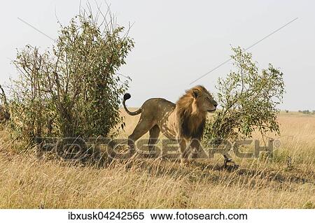Lion (Panthera leo), male marking bush, Masai Mara, Narok County, Kenya, Africa View Large Photo Image Stock Photography - Lion (Panthera leo), male marking bush, Masai Mara, Narok County, Kenya, Africa. Fotosearch