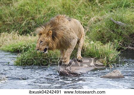 Lion (Panthera leo), male riverbank, Masai Mara, Narok County, Kenya, Africa View Large Photo Image Stock Image - Lion (Panthera leo), male riverbank, Masai Mara, Narok County, Kenya, Africa. Fotosearch
