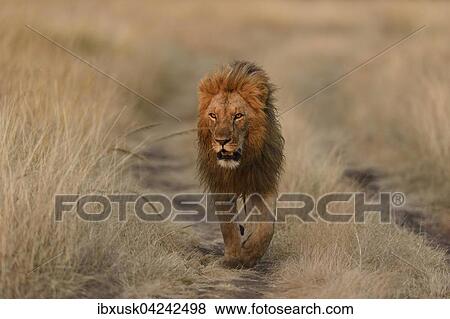 Lion (Panthera leo), male walking on path, morning light, Masai Mara, Narok County, Kenya, Africa View Large Photo Image Stock Photo - Lion (Panthera leo), male walking on path, morning light, Masai Mara, Narok County, Kenya, Africa. Fotosearch