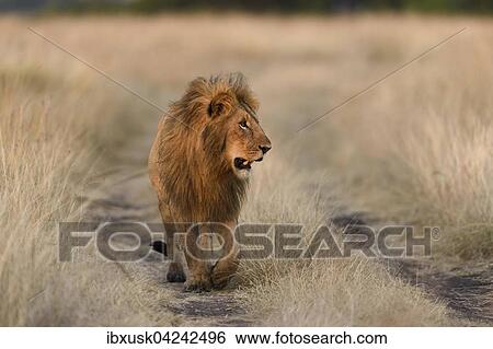Lion (Panthera leo), male walking on path, morning light, Masai Mara, Narok County, Kenya, Africa View Large Photo Image Stock Photograph - Lion (Panthera leo), male walking on path, morning light, Masai Mara, Narok County, Kenya, Africa. Fotosearch