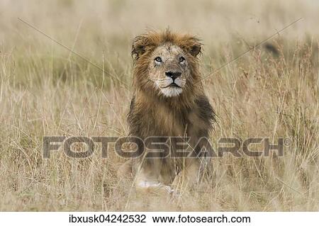 Lion (Panthera leo), male with wet mane lying in grass, Masai Mara, Narok County, Kenya, Africa View Large Photo Image Stock Image - Lion (Panthera leo), male with wet mane lying in grass, Masai Mara, Narok County, Kenya, Africa. Fotosearch