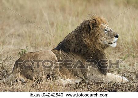 Stock Image - Lion (Panthera leo), male with wet mane lying in grass, Masai Mara, Narok County, Kenya, Africa. Fotosearch