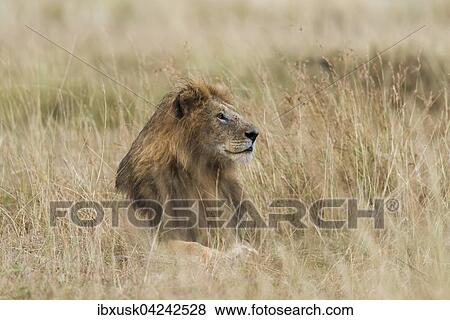 Lion (Panthera leo), male with wet mane lying in grass, Masai Mara, Narok County, Kenya, Africa View Large Photo Image Stock Photo - Lion (Panthera leo), male with wet mane lying in grass, Masai Mara, Narok County, Kenya, Africa. Fotosearch