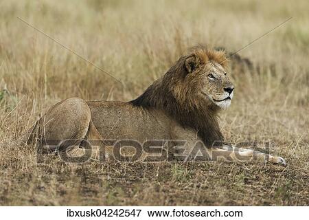 Lion (Panthera leo), male with wet mane lying in grass, Masai Mara, Narok County, Kenya, Africa View Large Photo Image Stock Photo - Lion (Panthera leo), male with wet mane lying in grass, Masai Mara, Narok County, Kenya, Africa. Fotosearch
