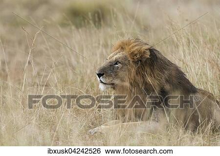 Lion (Panthera leo), male with wet mane lying in grass, Masai Mara, Narok County, Kenya, Africa View Large Photo Image Stock Photograph - Lion (Panthera leo), male with wet mane lying in grass, Masai Mara, Narok County, Kenya, Africa. Fotosearch
