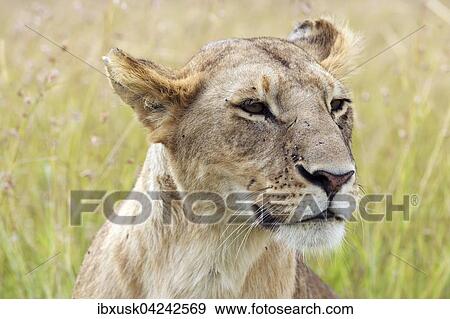 Lioness (Panthera leo), female, portrait, Masai Mara, Narok County, Kenya, Africa View Large Photo Image Stock Photo - Lioness (Panthera leo), female, portrait, Masai Mara, Narok County, Kenya, Africa. Fotosearch