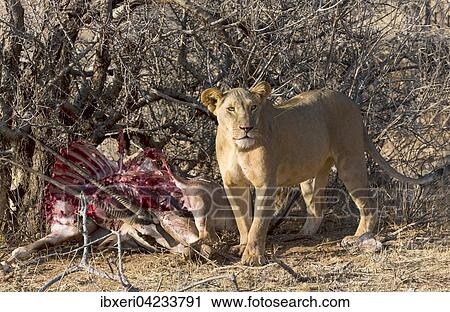 Lioness (Panthera leo) with East African oryx or beisa (Oryx Beisa) prey hidden in bushes, Samburu National Reserve, Kenya, Africa View Large Photo Image Stock Image - Lioness (Panthera leo) with East African oryx or beisa (Oryx Beisa) prey hidden in bushes, Samburu National Reserve, Kenya, Africa. Fotosearch