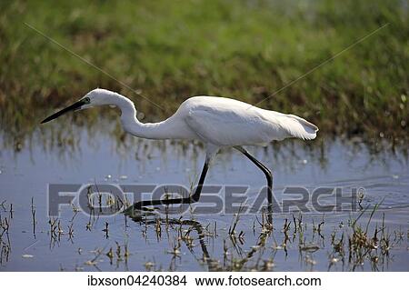 Picture - Little egret (Egretta garzetta), adult, walking through water, foraging, Bundala National Park, Sri Lanka, Asia. Fotosearch