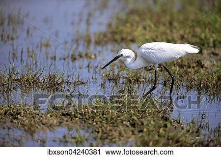 Little egret (Egretta garzetta), adult, walking through water, foraging, Bundala National Park, Sri Lanka, Asia View Large Photo Image Stock Image - Little egret (Egretta garzetta), adult, walking through water, foraging, Bundala National Park, Sri Lanka, Asia. Fotosearch