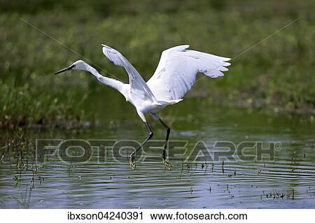 Little egret (Egretta garzetta), adult taking flight, Bundala National Park View Large Photo Image Stock Image - Little egret (Egretta garzetta), adult taking flight, Bundala National Park. Fotosearch