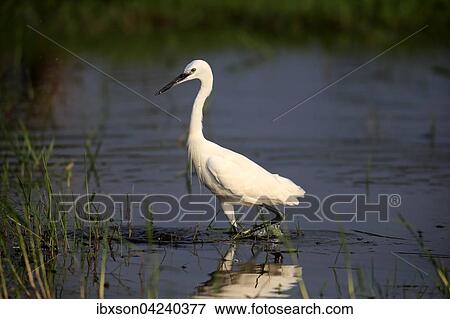 Little egret (Egretta garzetta), adult, standing in water, foraging, Bundala National Park, Sri Lanka, Asia View Large Photo Image Stock Photo - Little egret (Egretta garzetta), adult, standing in water, foraging, Bundala National Park, Sri Lanka, Asia. Fotosearch