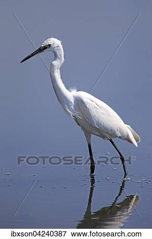 Little egret (Egretta garzetta), adult, walking through water, foraging, Bundala National Park, Sri Lanka, Asia View Large Photo Image Stock Photo - Little egret (Egretta garzetta), adult, walking through water, foraging, Bundala National Park, Sri Lanka, Asia. Fotosearch