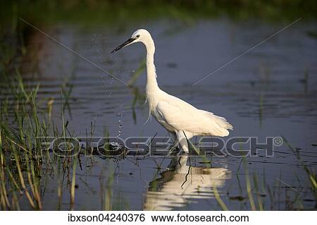 Little egret (Egretta garzetta), adult, standing in water, foraging, Bundala National Park, Sri Lanka, Asia View Large Photo Image Stock Photograph - Little egret (Egretta garzetta), adult, standing in water, foraging, Bundala National Park, Sri Lanka, Asia. Fotosearch