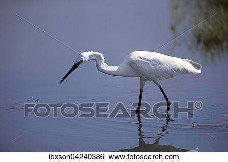 Stock Photograph - Little egret (Egretta garzetta), adult, walking through water, foraging, Bundala National Park, Sri Lanka, Asia. Fotosearch
