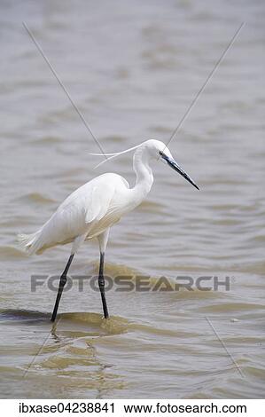Little Egret (Egretta garzetta), in the water, Djoudj National Park, Senegal, Africa View Large Photo Image Stock Image - Little Egret (Egretta garzetta), in the water, Djoudj National Park, Senegal, Africa. Fotosearch
