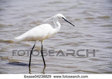 Little Egret (Egretta garzetta) in the water, Djoudj National Park, Senegal, Africa View Large Photo Image Stock Photo - Little Egret (Egretta garzetta) in the water, Djoudj National Park, Senegal, Africa. Fotosearch