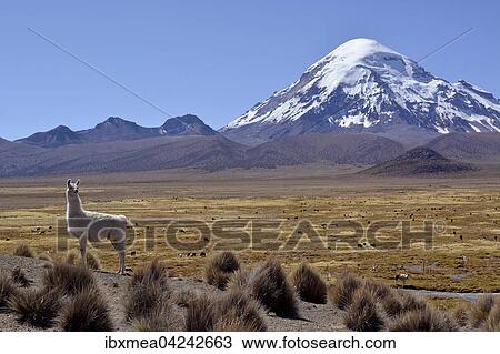 Llama (Lama glama) in front of Nevado Sajama volcano, Sajama National Park, Bolivia, South America View Large Photo Image Stock Image - Llama (Lama glama) in front of Nevado Sajama volcano, Sajama National Park, Bolivia, South America. Fotosearch