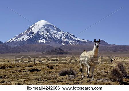 Stock Photograph - Llama (Lama glama) in front of Nevado Sajama volcano, Sajama National Park, Bolivia, South America. Fotosearch