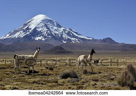 Llamas (Lama glama) in front of Nevado Sajama volcano, Sajama National Park, Bolivia, South America View Large Photo Image Picture - Llamas (Lama glama) in front of Nevado Sajama volcano, Sajama National Park, Bolivia, South America. Fotosearch