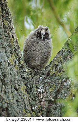 Picture - Long-eared owl (Asio otus) sitting in fork of tree branch, offspring, precocial, Seewinkel, Lake Neusiedl, Burgenland, Austria, Europe. Fotosearch