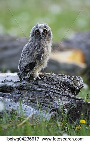 Long-eared owl (Asio otus) sitting on old willow (Salix sp. ) trunk, offspring, precocial, Seewinkel, Lake Neusiedl, Burgenland, Austria, Europe View Large Photo Image Stock Photo - Long-eared owl (Asio otus) sitting on old willow (Salix sp. ) trunk, offspring, precocial, Seewinkel, Lake Neusiedl, Burgenland, Austria, Europe. Fotosearch