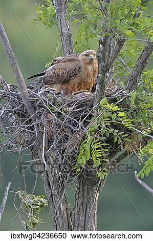 Long-legged buzzard (Buteo rufinus) female in nest, protecting her offspring, Pleven Province, Bulgaria, Europe View Large Photo Image Stock Image - Long-legged buzzard (Buteo rufinus) female in nest, protecting her offspring, Pleven Province, Bulgaria, Europe. Fotosearch