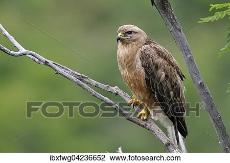 Long-legged buzzard (Buteo rufinus) female sitting on branch, Pleven Province, Bulgaria, Europe View Large Photo Image Stock Image - Long-legged buzzard (Buteo rufinus) female sitting on branch, Pleven Province, Bulgaria, Europe. Fotosearch