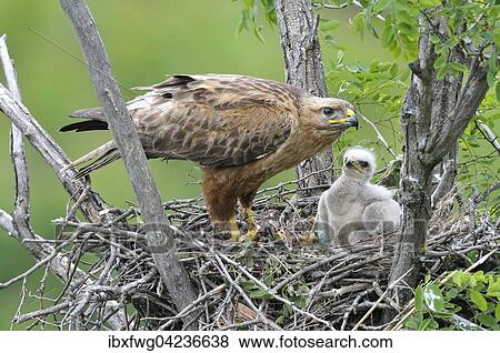 Long-legged buzzard (Buteo rufinus) female in nest with fledgling, juvenile plumage, Pleven Province, Bulgaria, Europe View Large Photo Image Stock Photo - Long-legged buzzard (Buteo rufinus) female in nest with fledgling, juvenile plumage, Pleven Province, Bulgaria, Europe. Fotosearch