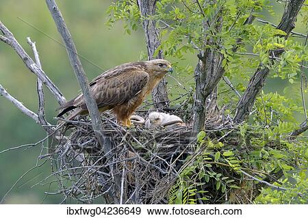 Long-legged buzzard (Buteo rufinus), female and fledgling in nest with captured large whip snake (Dolichophis jugular), Pleven Province, Bulgaria, Europe View Large Photo Image Stock Photo - Long-legged buzzard (Buteo rufinus), female and fledgling in nest with captured large whip snake (Dolichophis jugular), Pleven Province, Bulgaria, Europe. Fotosearch