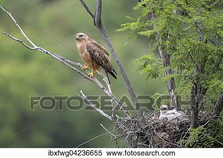 Long-legged buzzard (Buteo rufinus) female and fledgling in nest, Pleven Province, Bulgaria, Europe View Large Photo Image Stock Photography - Long-legged buzzard (Buteo rufinus) female and fledgling in nest, Pleven Province, Bulgaria, Europe. Fotosearch