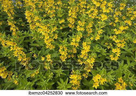 Lysimachia (Lysimachia), Tyrol, Austria, Europe View Large Photo Image Stock Image - Lysimachia (Lysimachia), Tyrol, Austria, Europe. Fotosearch
