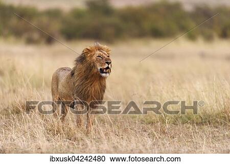 Male lion (Panthera leo) in morning light, Masai Mara, Narok County, Kenya, Africa View Large Photo Image Stock Image - Male lion (Panthera leo) in morning light, Masai Mara, Narok County, Kenya, Africa. Fotosearch