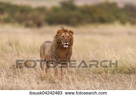 Male lion (Panthera leo) in morning light, Masai Mara, Narok County, Kenya, Africa View Large Photo Image Stock Image - Male lion (Panthera leo) in morning light, Masai Mara, Narok County, Kenya, Africa. Fotosearch