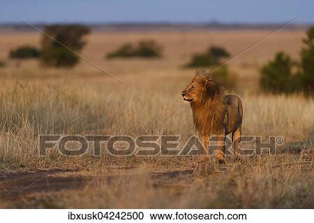 Male lion (Panthera leo) in morning light, Masai Mara, Narok County, Kenya, Africa View Large Photo Image Stock Image - Male lion (Panthera leo) in morning light, Masai Mara, Narok County, Kenya, Africa. Fotosearch