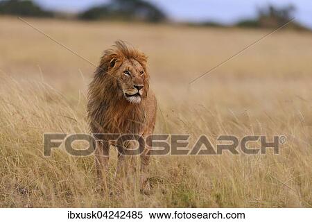Male lion (Panthera leo) in morning light, Masai Mara, Narok County, Kenya, Africa View Large Photo Image Stock Photography - Male lion (Panthera leo) in morning light, Masai Mara, Narok County, Kenya, Africa. Fotosearch