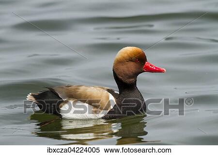 Stock Photography - Male red-crested pochard (Netta rufina) swimming in water, Chiemsee, Bavaria, Germany, Europe. Fotosearch