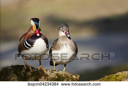Mandarin duck (Aix galericulata) pair, Thuringen, Germany, Europe View Large Photo Image Picture - Mandarin duck (Aix galericulata) pair, Thuringen, Germany, Europe. Fotosearch