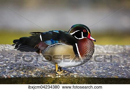 Mandarin duck (Aix galericulata), Thuringia, Germany, Europe View Large Photo Image Stock Image - Mandarin duck (Aix galericulata), Thuringia, Germany, Europe. Fotosearch